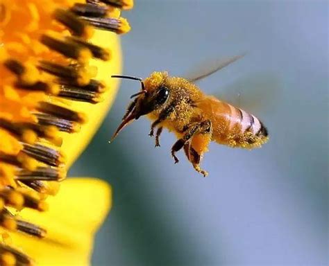 蜜蜂 飛進家裡|3种方法来把蜜蜂赶出家